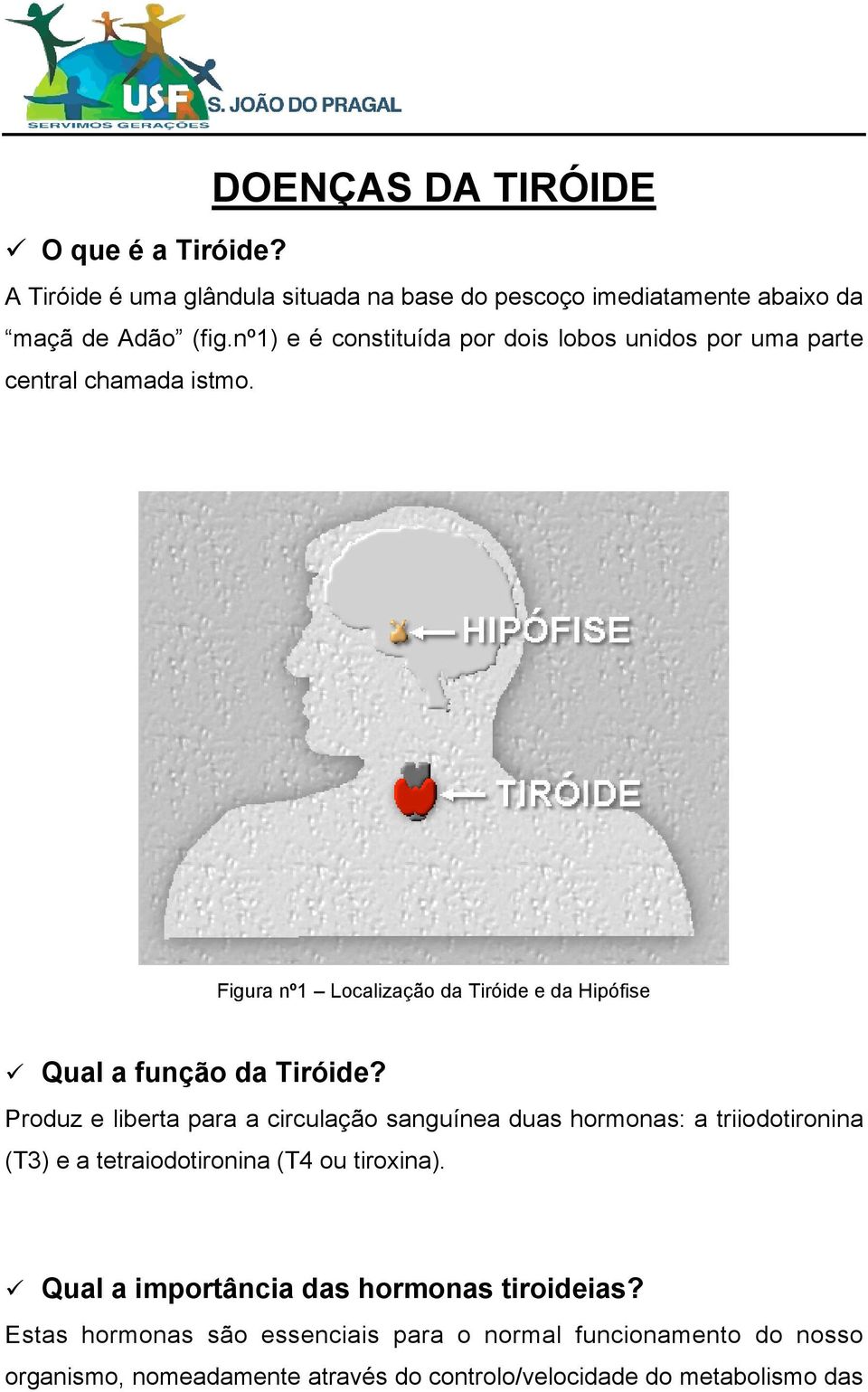Figura nº1 Localização da Tiróide e da Hipófise Qual a função da Tiróide?