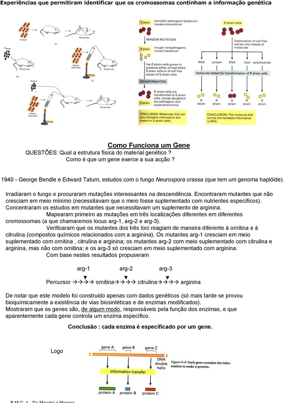 Irradiaram o fungo e procuraram mutações interessantes na descendência. Encontraram mutantes que não cresciam em meio mínimo (necessitavam que o meio fosse suplementado com nutrientes específicos).