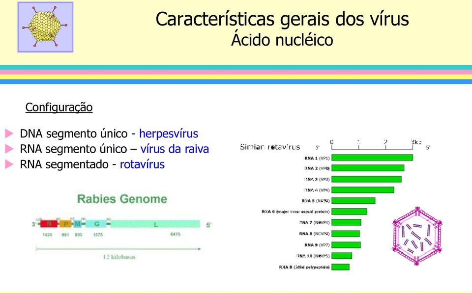 único - herpesvírus RNA segmento único