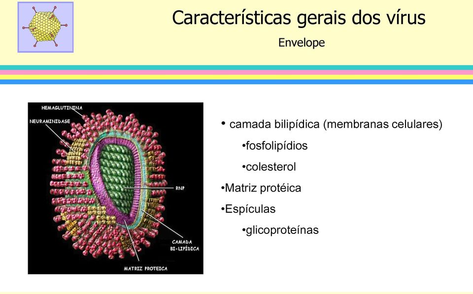 (membranas celulares) fosfolipídios