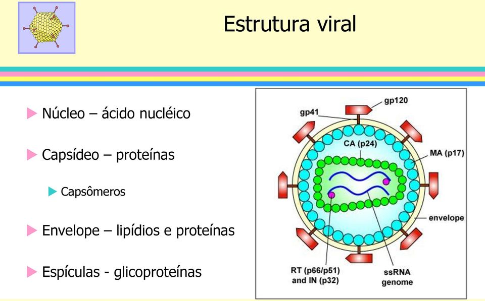 Capsômeros Envelope lipídios e