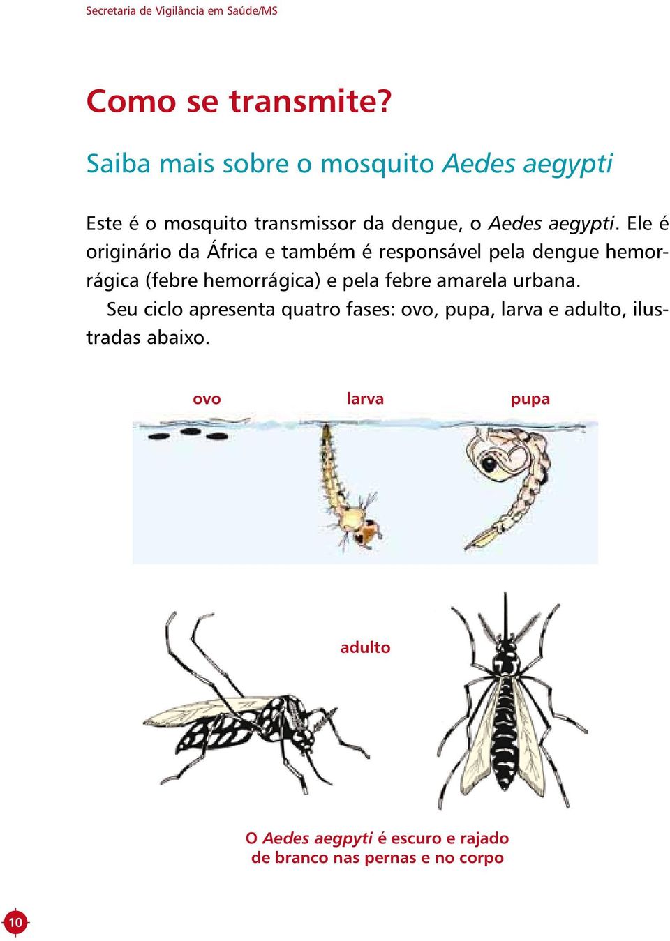 Ele é originário da África e também é responsável pela dengue hemorrágica (febre hemorrágica) e pela febre