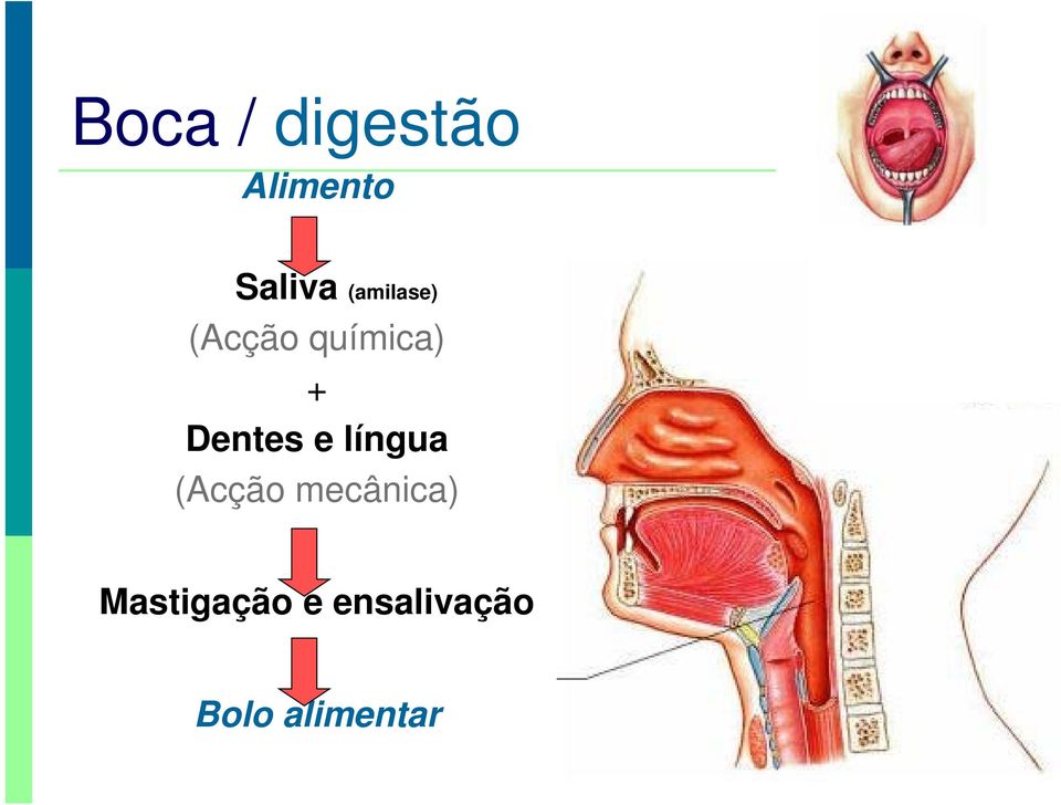 Dentes e língua (Acção mecânica)