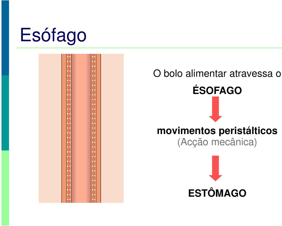 ÉSOFAGO movimentos