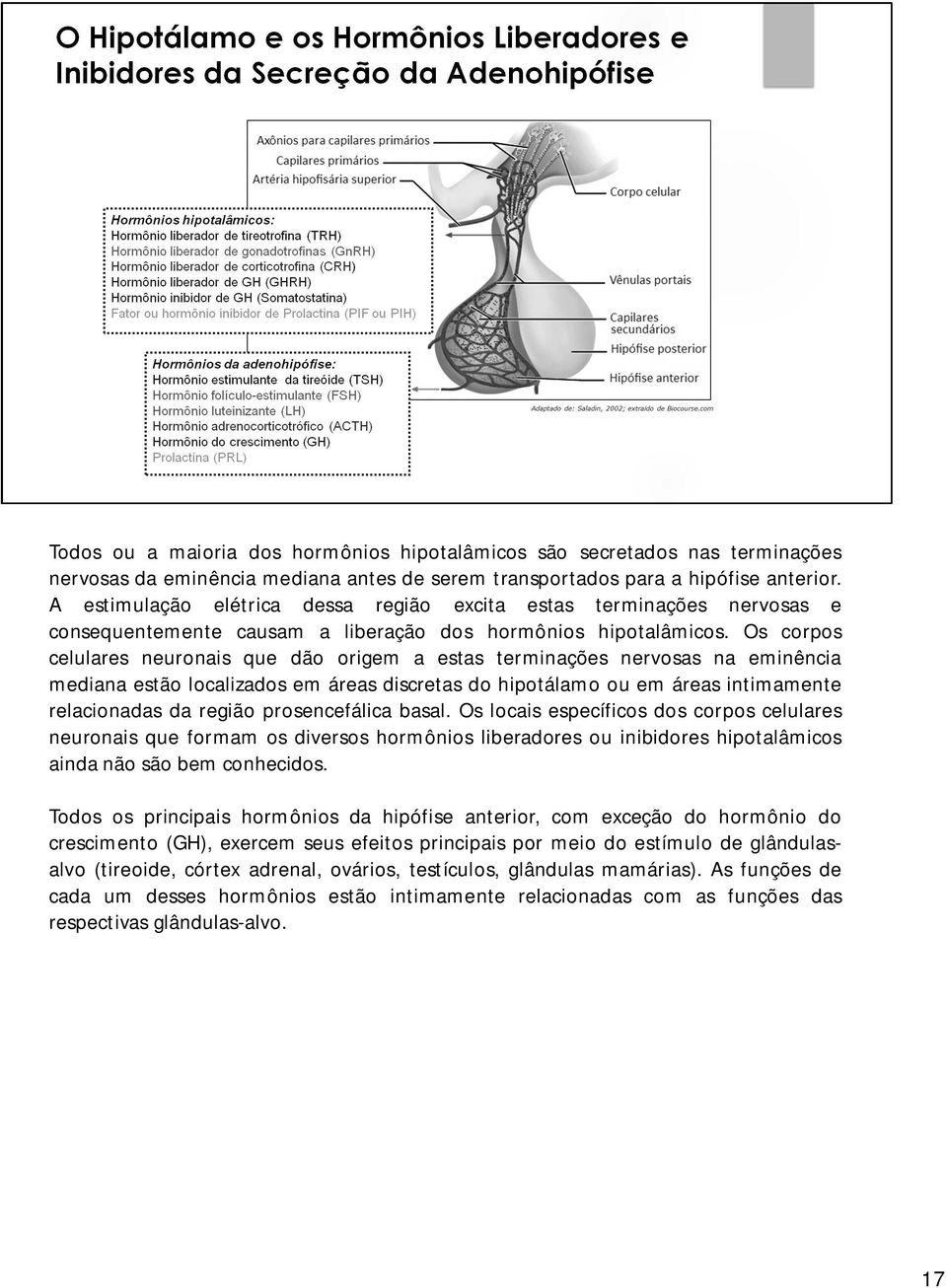 Os corpos celulares neuronais que dão origem a estas terminações nervosas na eminência mediana estão localizados em áreas discretas do hipotálamo ou em áreas intimamente relacionadas da região