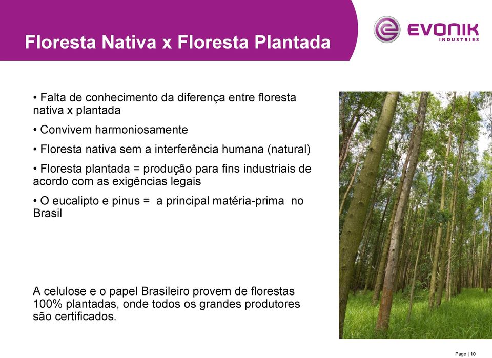 industriais de acordo com as exigências legais O eucalipto e pinus = a principal matéria-prima no Brasil A