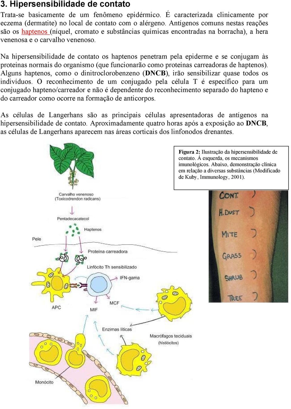 Na hipersensibilidade de contato os haptenos penetram pela epiderme e se conjugam às proteínas normais do organismo (que funcionarão como proteínas carreadoras de haptenos).