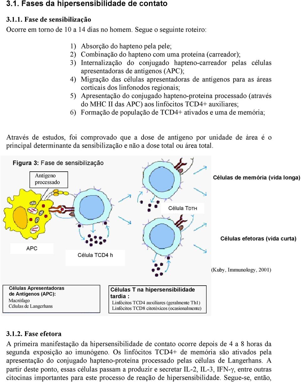 antígenos (APC); 4) Migração das células apresentadoras de antígenos para as áreas corticais dos linfonodos regionais; 5) Apresentação do conjugado hapteno-proteína processado (através do MHC II das