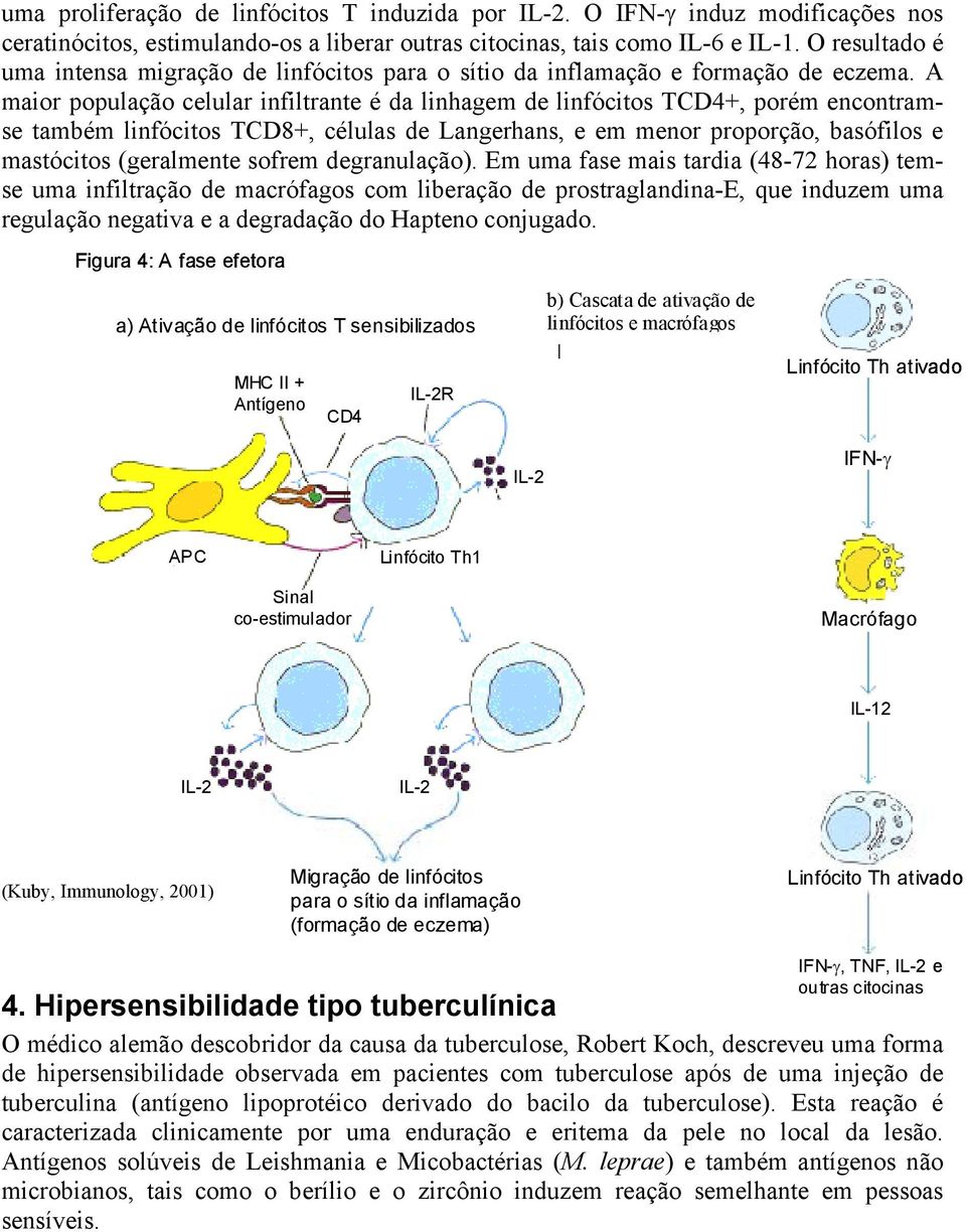 A maior população celular infiltrante é da linhagem de linfócitos TCD4+, porém encontramse também linfócitos TCD8+, células de Langerhans, e em menor proporção, basófilos e mastócitos (geralmente