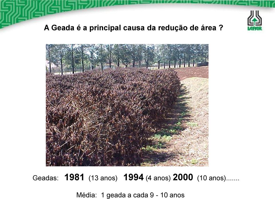 Geadas: 1981 (13 anos) 1994 (4