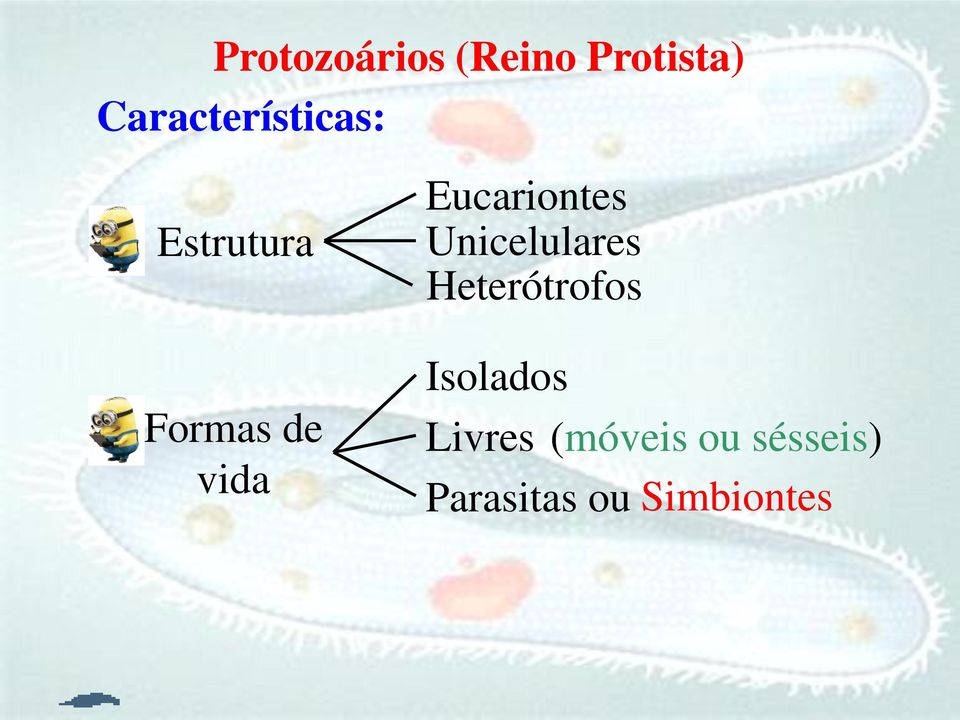 Eucariontes Unicelulares Heterótrofos