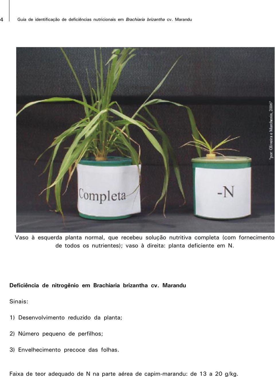 vaso à direita: planta deficiente em N. Deficiência de nitrogênio em Brachiaria brizantha cv.