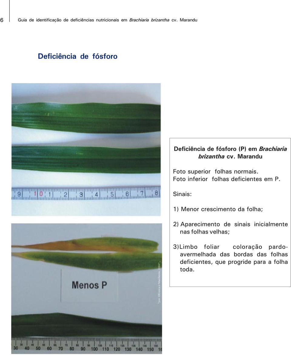 em Brachiaria brizantha cv.