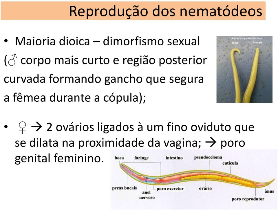 segura a fêmea durante a cópula); 2 ovários ligados à um fino