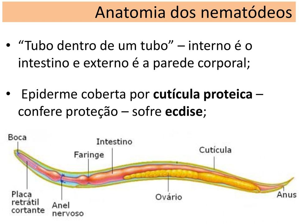 parede corporal; Epiderme coberta por