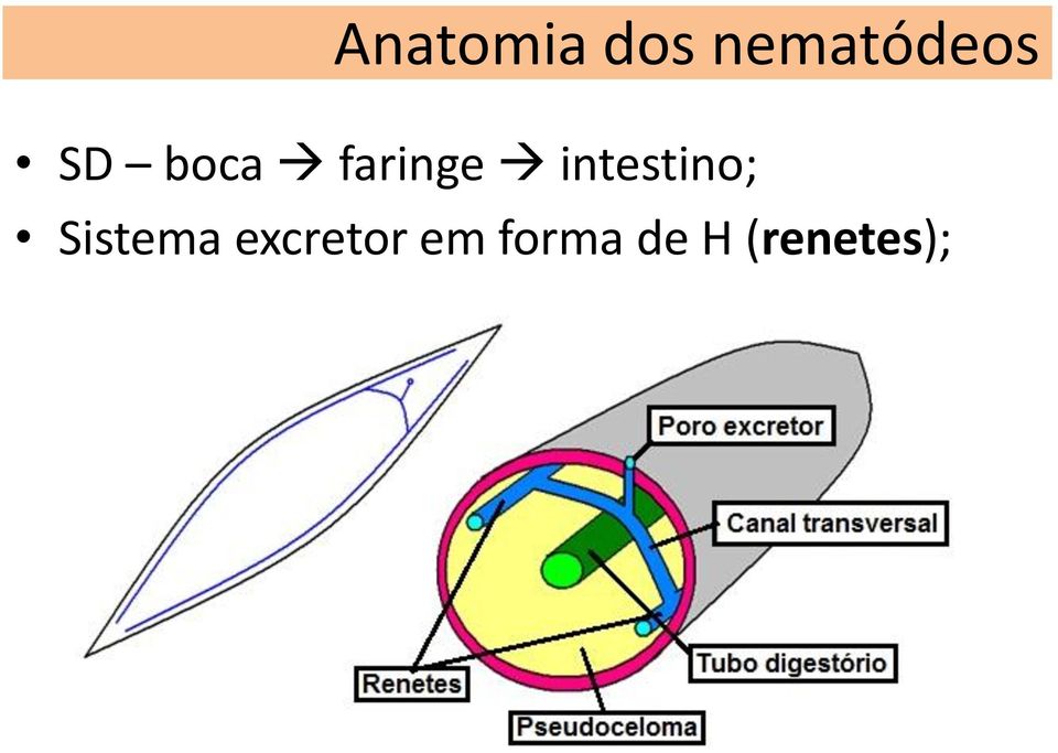 faringe intestino;