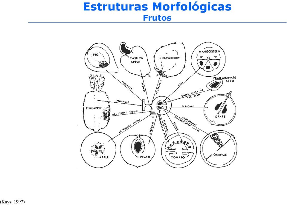 Estruturas