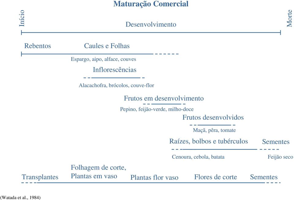 Frutos desenvolvidos Maçã, pêra, tomate Raízes, bolbos e tubérculos Sementes Transplantes Cenoura, cebola,