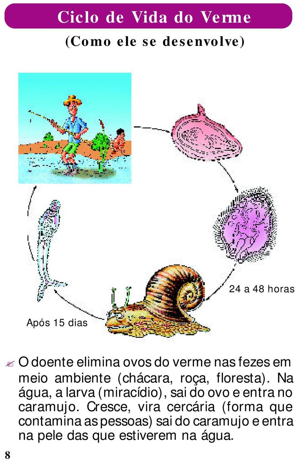 Na água, a larva (miracídio), sai do ovo e entra no caramujo.