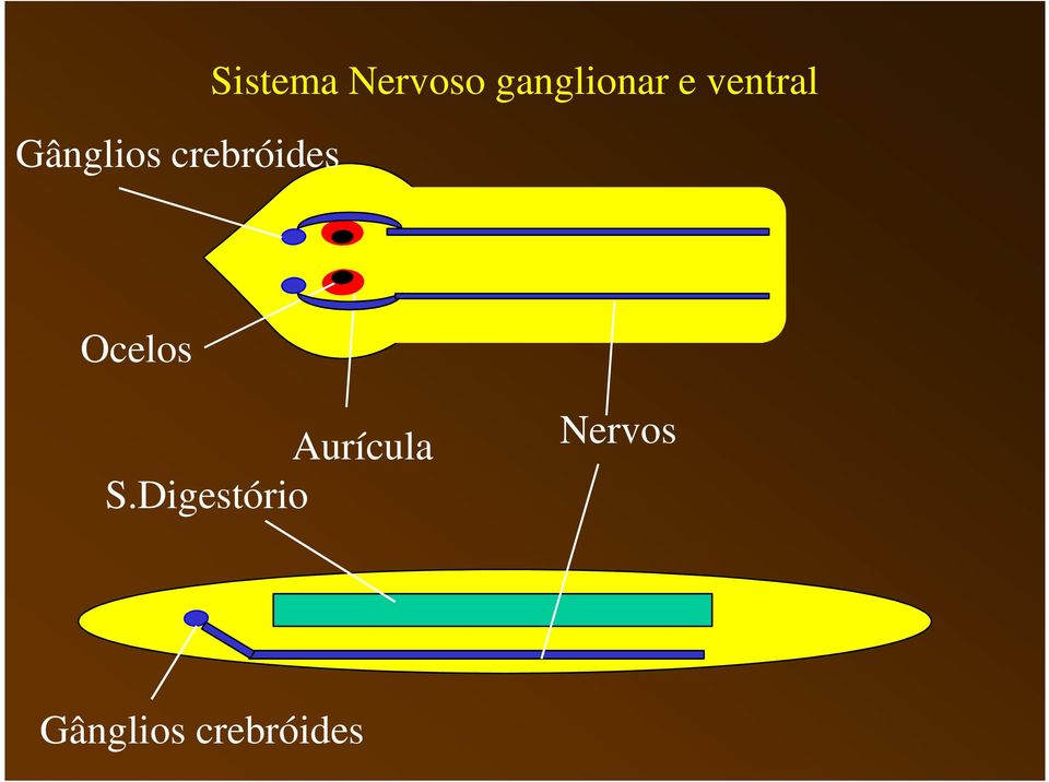 ventral Ocelos Aurícula S.