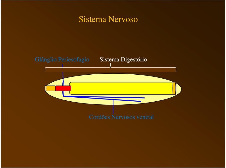 Periesofagio Sistema