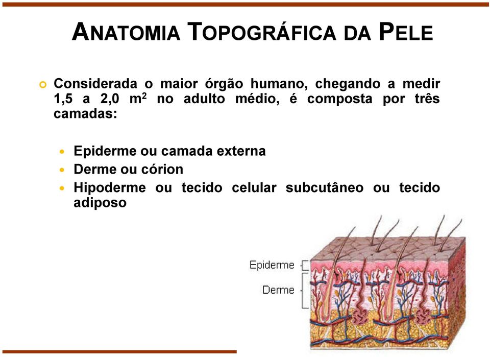 composta por três camadas: Epiderme ou camada externa Derme