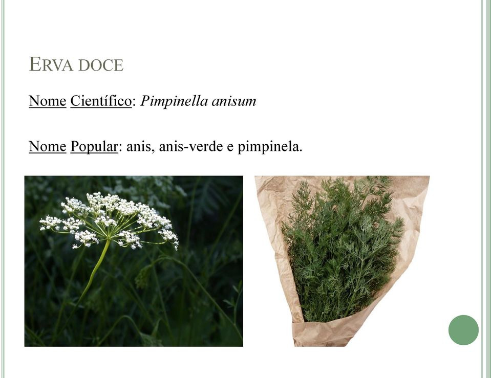 Pimpinella anisum