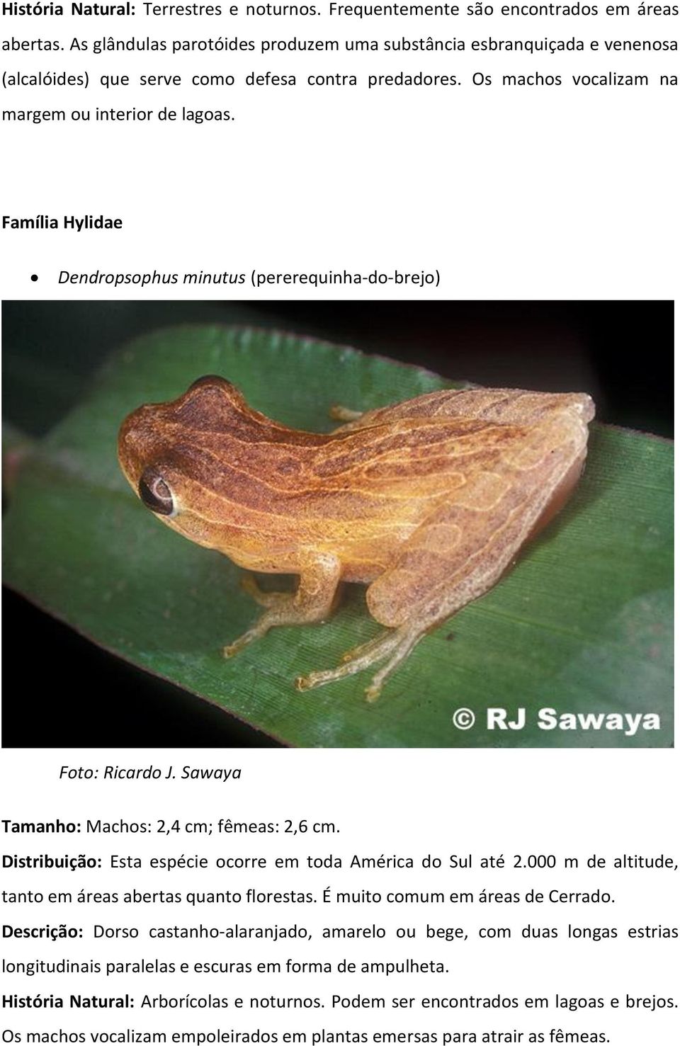 Família Hylidae Dendropsophus minutus (pererequinha-do-brejo) Foto: Ricardo J. Sawaya Tamanho: Machos: 2,4 cm; fêmeas: 2,6 cm. Distribuição: Esta espécie ocorre em toda América do Sul até 2.