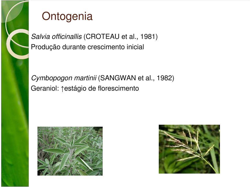 inicial Cymbopogon martinii (SANGWAN et