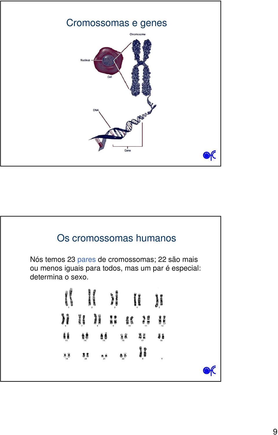 cromossomas; 22 são mais ou menos