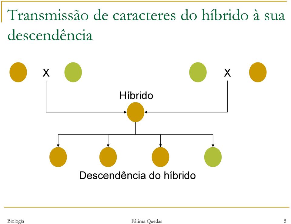 X Híbrido Descendência do