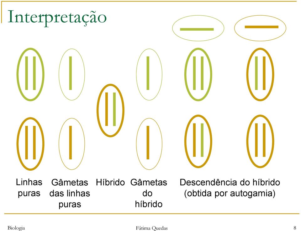 híbrido Descendência do híbrido