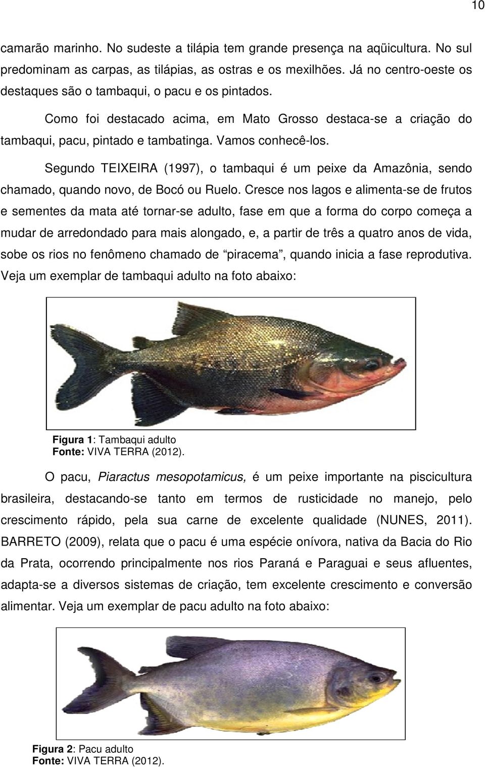 Segundo TEIXEIRA (1997), o tambaqui é um peixe da Amazônia, sendo chamado, quando novo, de Bocó ou Ruelo.