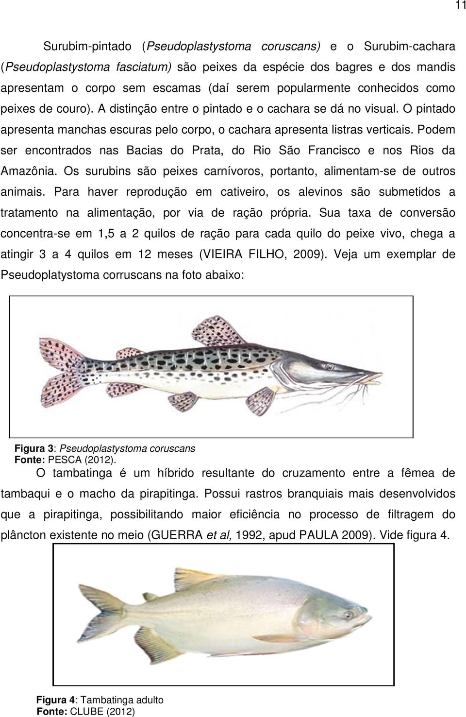 Podem ser encontrados nas Bacias do Prata, do Rio São Francisco e nos Rios da Amazônia. Os surubins são peixes carnívoros, portanto, alimentam-se de outros animais.