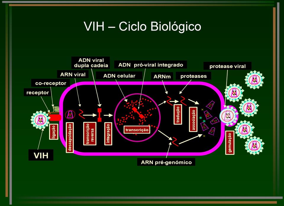 ARN viral ADN viral dupla cadeia ADN pró-viral integrado ADN