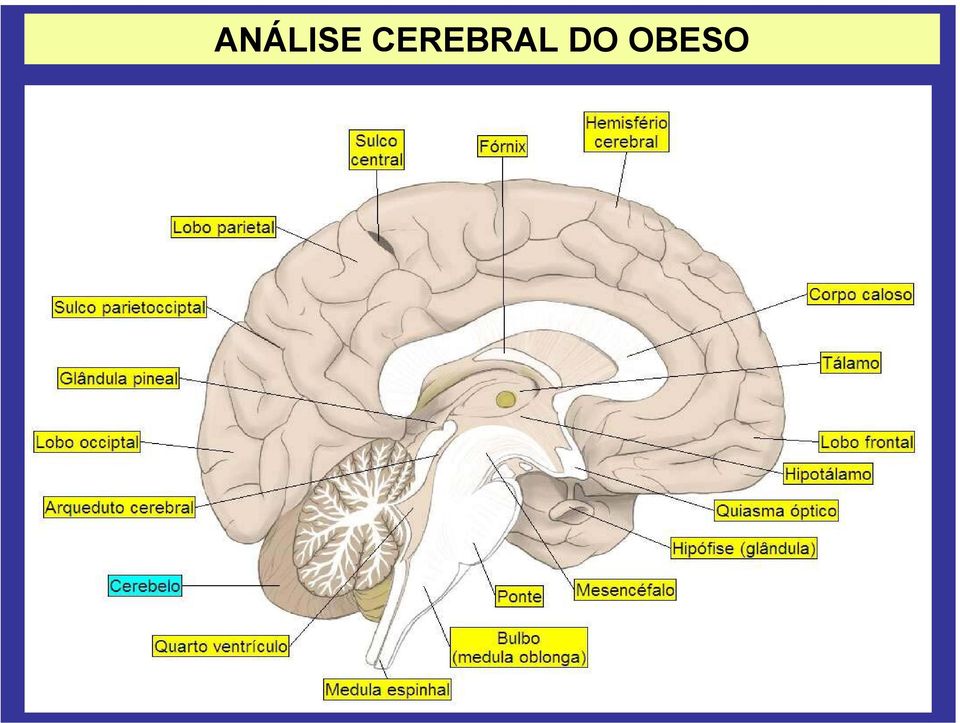 DO OBESO