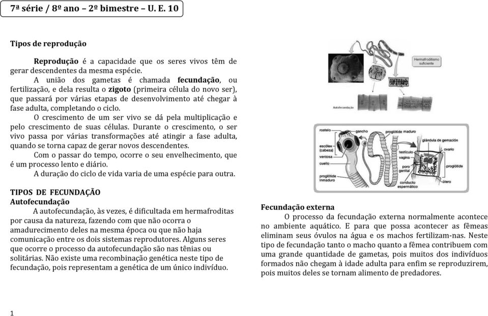 completando o ciclo. O crescimento de um ser vivo se dá pela multiplicação e pelo crescimento de suas células.