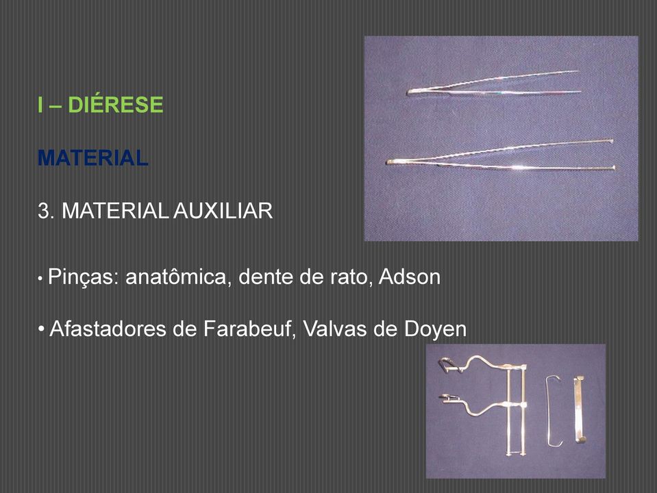 anatômica, dente de rato,