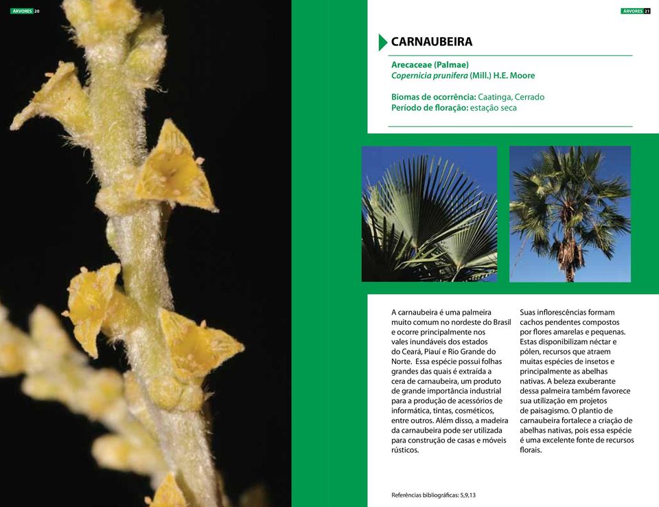 RA Arecaceae (Palmae) Copernicia prunifera (Mill.) H.E.