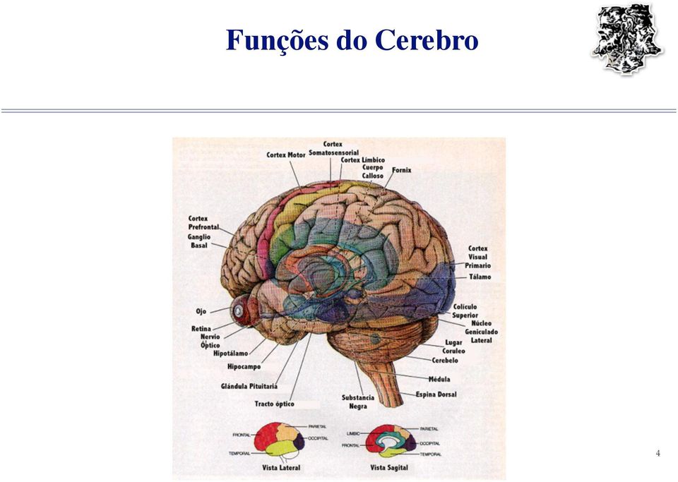 Cerebro 4