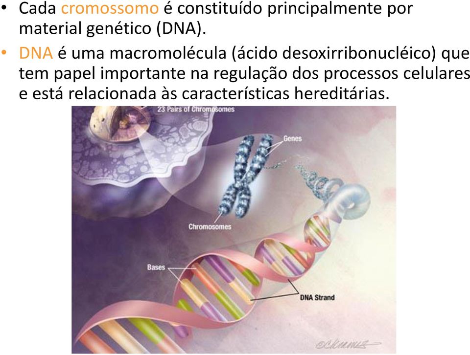 DNA é uma macromolécula (ácido desoxirribonucléico) que tem