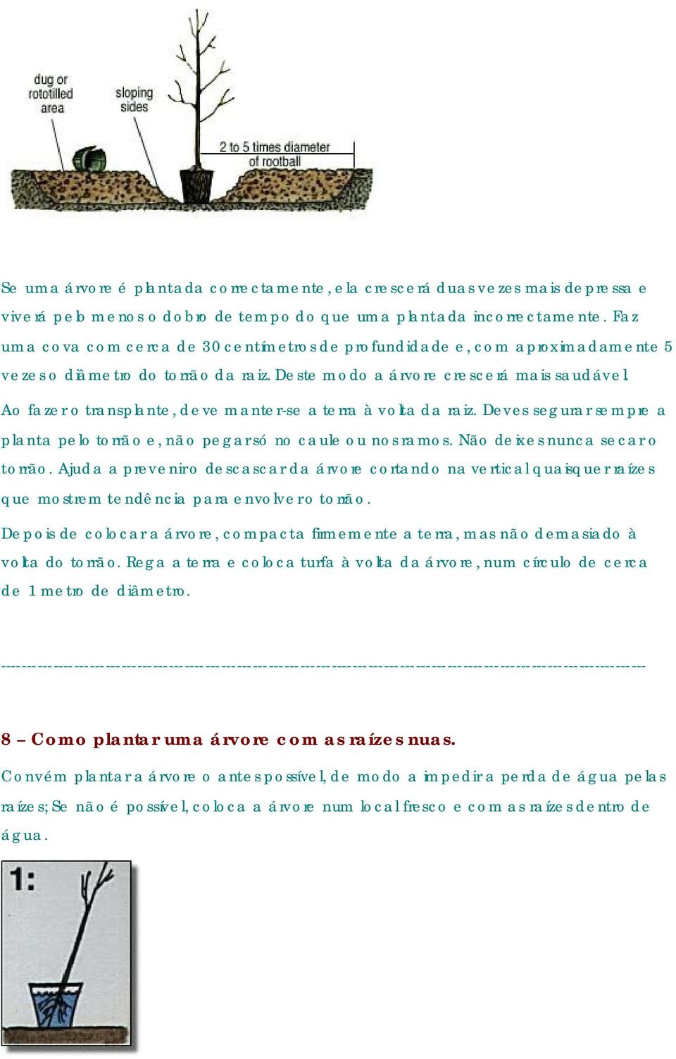 Ao fazer o transplante, deve manter-se a terra à volta da raiz. Deves segurar sempre a planta pelo torrão e, não pegar só no caule ou nos ramos. Não deixes nunca secar o torrão.