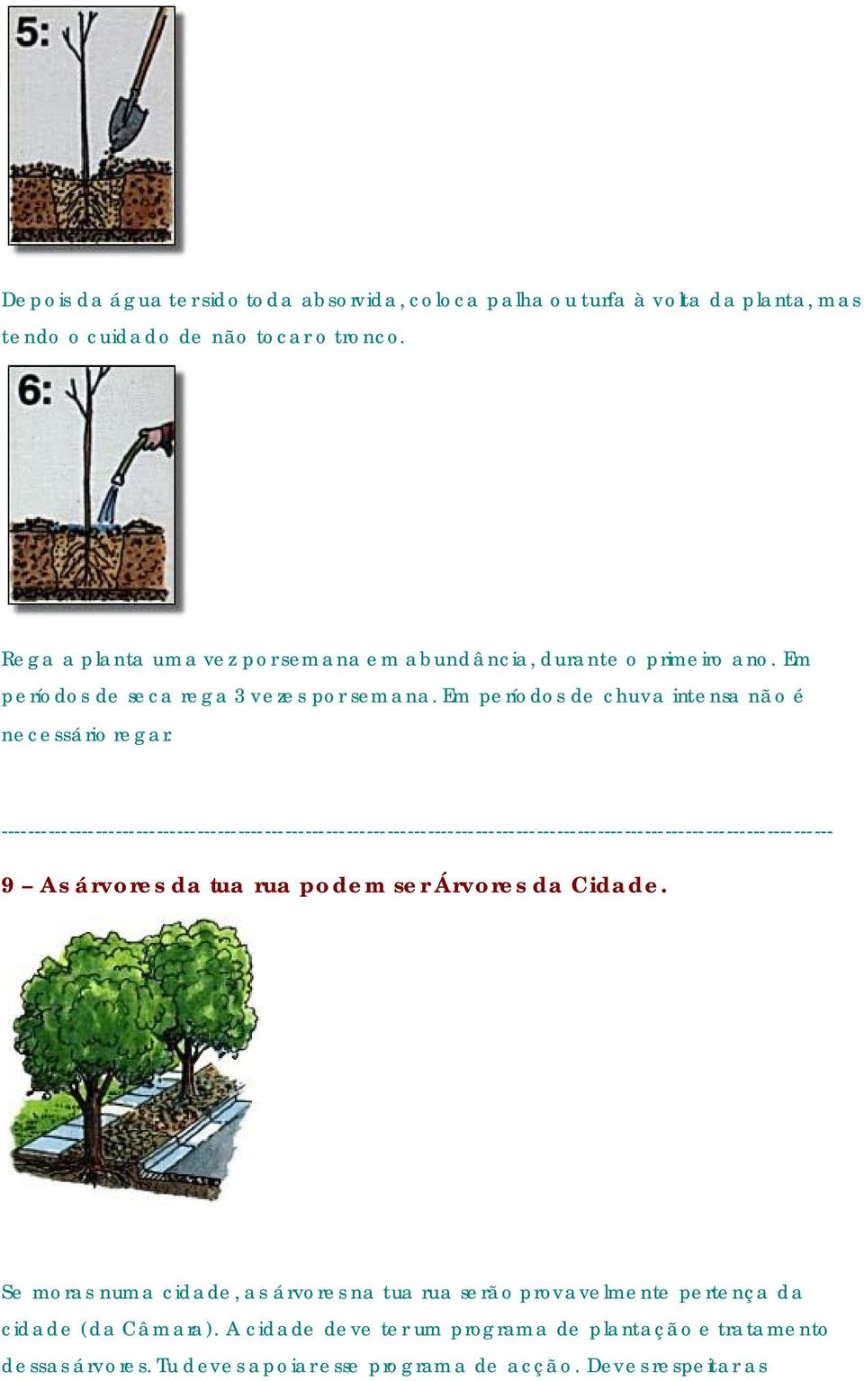 Em períodos de chuva intensa não é necessário regar. 9 As árvores da tua rua podem ser Árvores da Cidade.