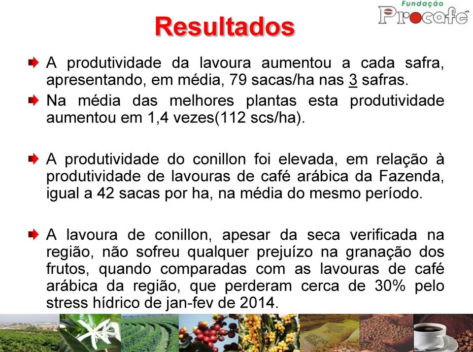 A produtividade do conillon foi elevada, em relação à produtividade de lavouras de café arábica da Fazenda, igual a 42 sacas por ha, na média do