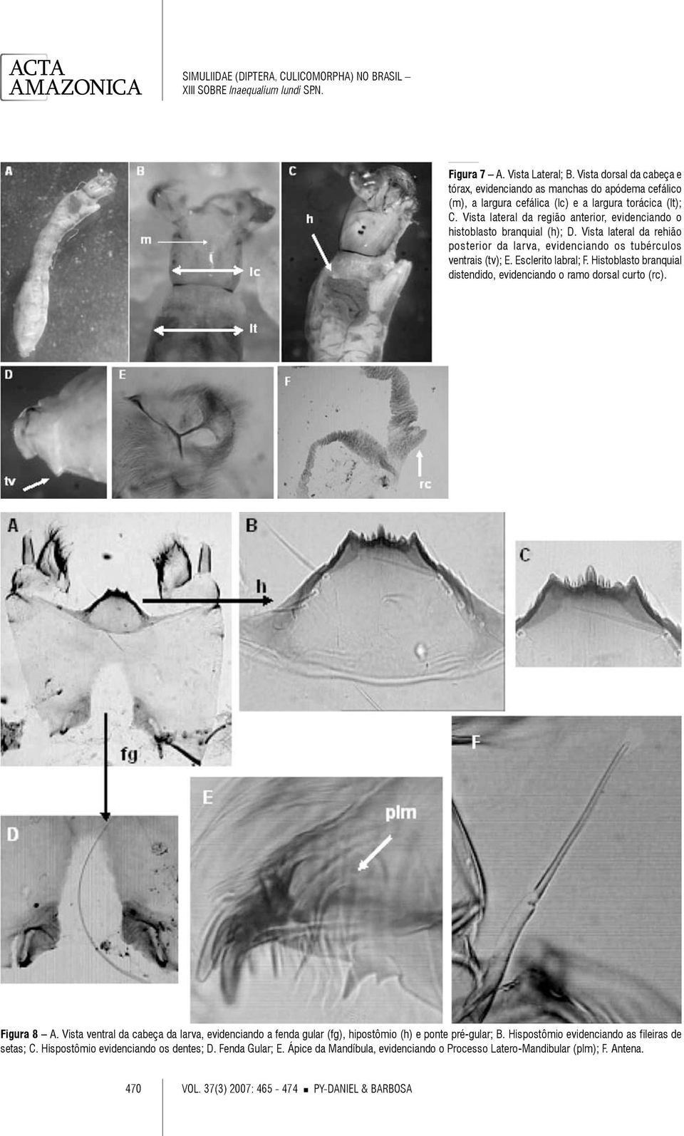 Histoblasto branquial distendido, evidenciando o ramo dorsal curto (rc). Figura 8 A. Vista ventral da cabeça da larva, evidenciando a fenda gular (fg), hipostômio (h) e ponte pré-gular; B.