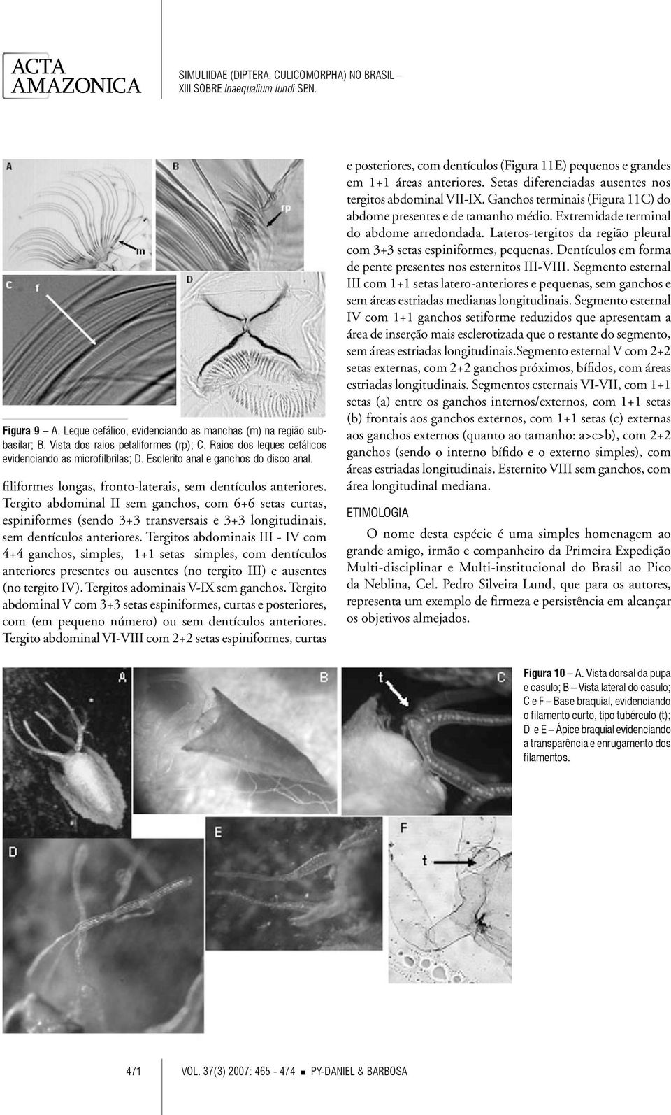 Tergito abdominal II sem ganchos, com 6+6 setas curtas, espiniformes (sendo 3+3 transversais e 3+3 longitudinais, sem dentículos anteriores.