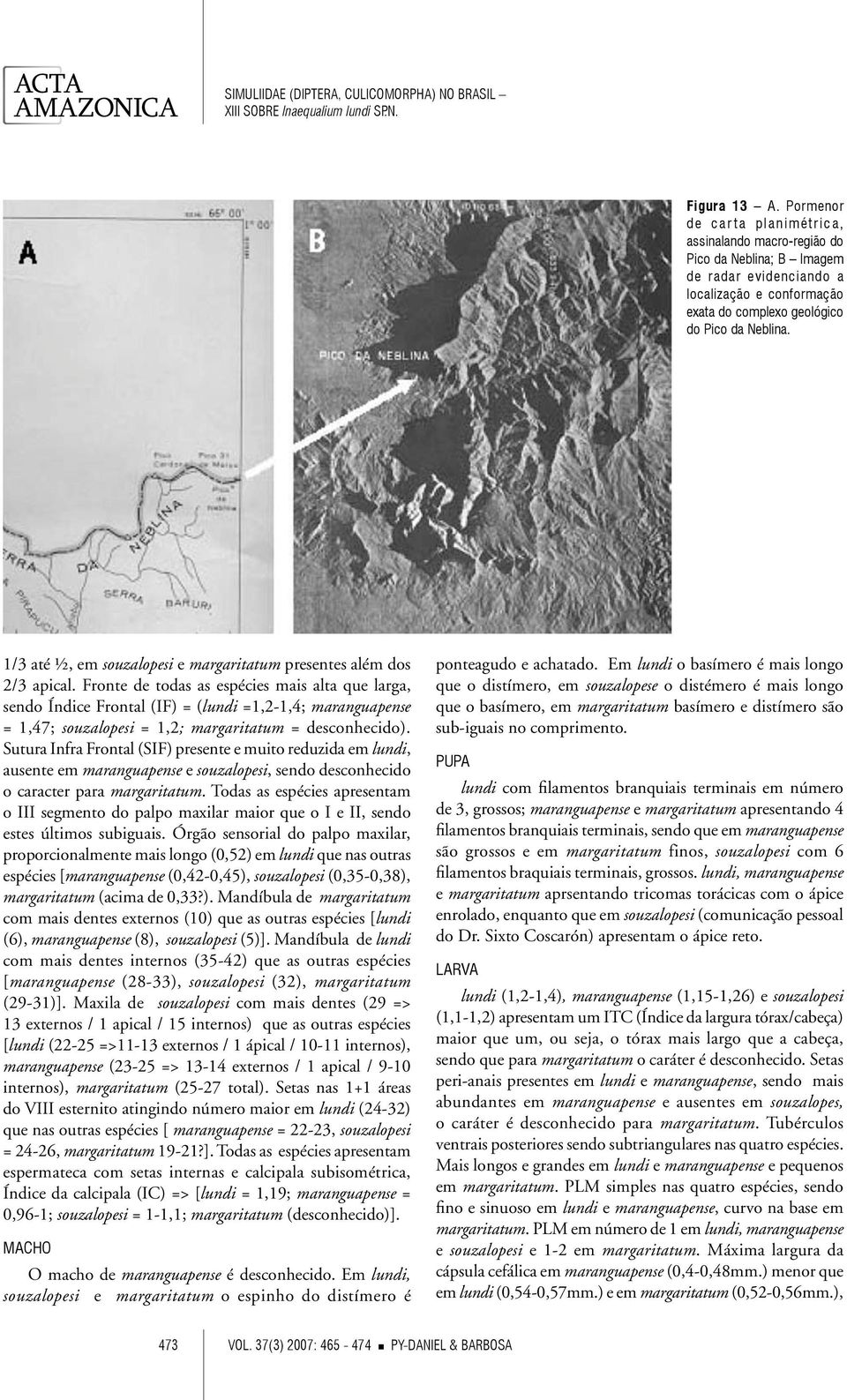 1/3 até ½, em souzalopesi e margaritatum presentes além dos 2/3 apical.