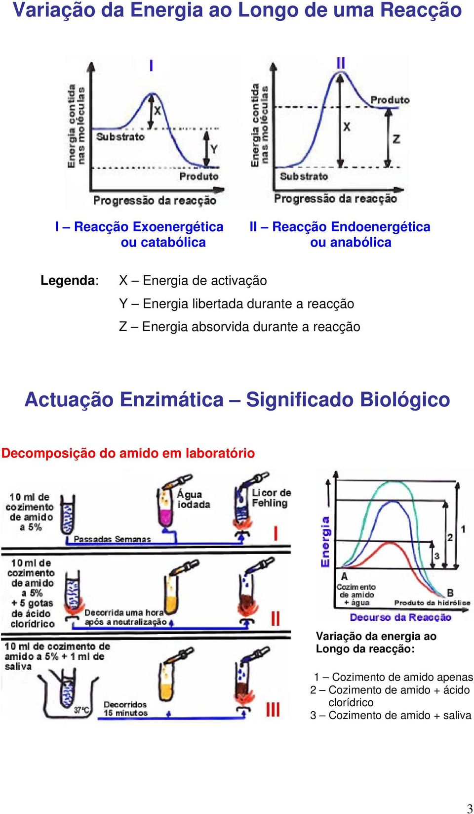 reacção Actuação Enzimática Significado Biológico Decomposição do amido em laboratório Variação da energia ao