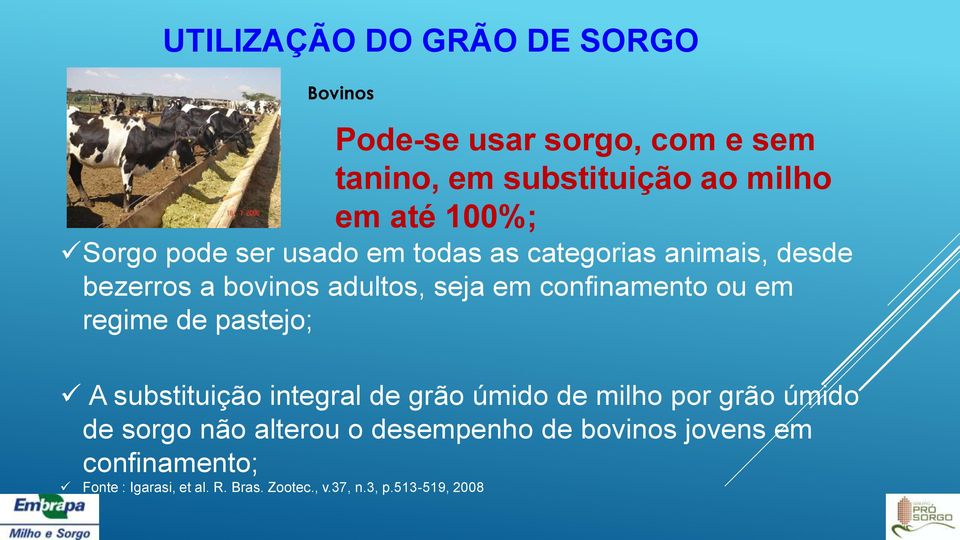 confinamento ou em regime de pastejo; A substituição integral de grão úmido de milho por grão úmido de sorgo