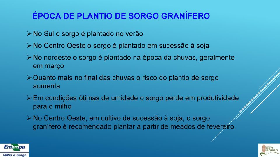 chuvas o risco do plantio de sorgo aumenta Em condições ótimas de umidade o sorgo perde em produtividade para o